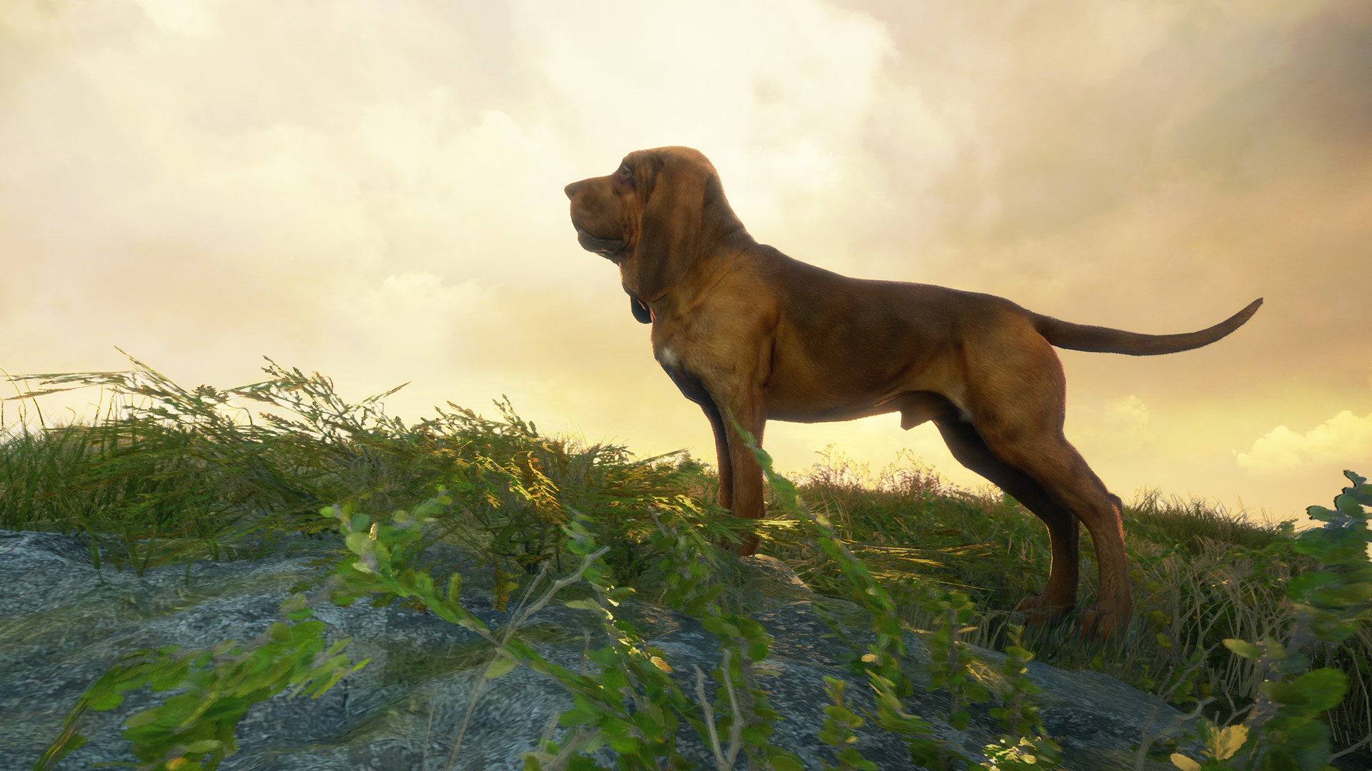 theHunter: Call of the Wild - Bloodhound DLC Steam Altergift 5.64 $